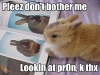 bunny-porn-thumb
