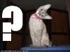 cat-what