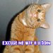 cat-wtf-r-u-doin