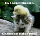 chocobo
