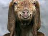 goat-lick