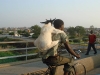 goat-on-back