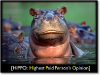 hippo