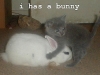 i-has-a-bunny