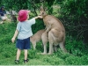 kangaroo