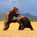 low-blow-bear