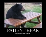 patient-bear