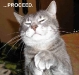 cat-proceed