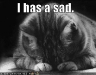 cat-sad