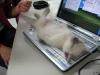 cute-cat-on-laptop