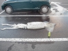 squid-parking